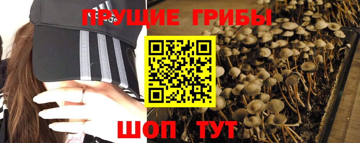 Псилоцибиновые грибы Psilocybe  Вход с VPN  Михайловка  Галлюциногенные грибы GOLDEN TEACHER 
